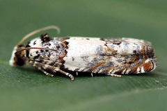 Epinotia thapsiana