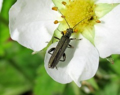 Oedemera lateralis