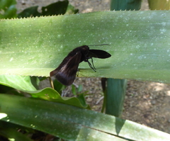 Anastrus neaeris