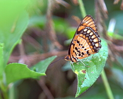 Byblia anvatara acheloia