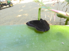 Anastrus neaeris