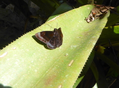 Anastrus neaeris