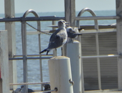 Leucophaeus atricilla