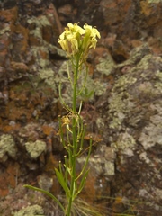 Erysimum flavum altaicum