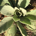 photo of Great Mullein (Verbascum thapsus)