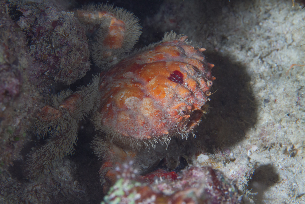 Etisus bargibanti