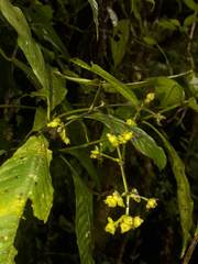 Palicourea caerulea