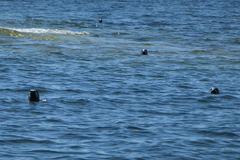 Halichoerus grypus grypus