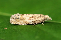 Eucosma aemulana