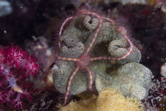 Ophiothrix