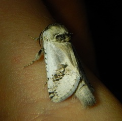 Parahypopta caestrum