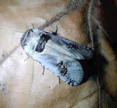 Parahypopta caestrum