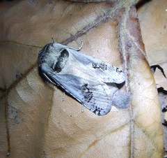 Parahypopta caestrum