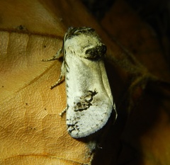 Parahypopta caestrum