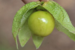 Physalis chenopodifolia