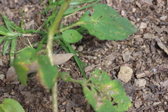 Physalis chenopodifolia