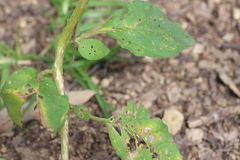 Physalis chenopodifolia