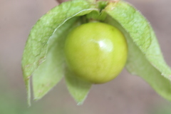 Physalis chenopodifolia