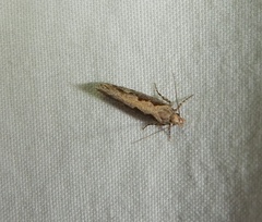 Ornativalva plutelliformis