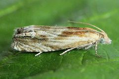 Eucosma cana