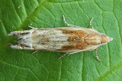 Eucosma cana
