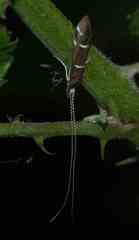 Athripsodes albifrons