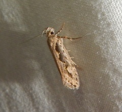 Ornativalva plutelliformis