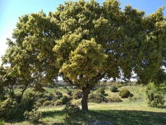 Quercus ilex