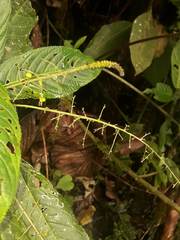 Acalypha platyphylla