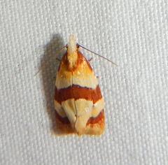 Phalonidia albipalpana