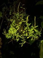Peperomia caespitosa