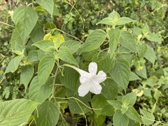 Ruellia pringlei