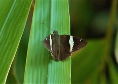 Autochton bipunctatus