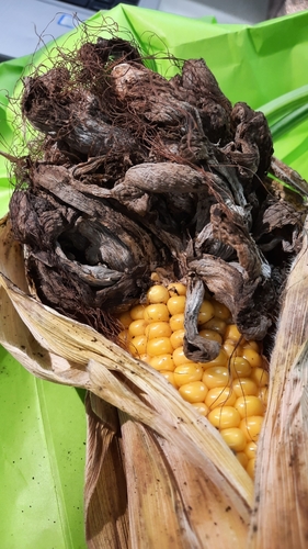 Representative image of Ustilago