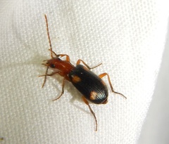 Brachinus exhalans