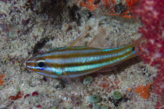 Ostorhinchus angustatus