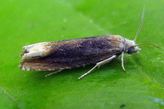 Eucosma flavispecula