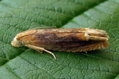 Eucosma flavispecula