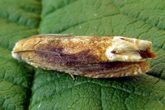 Eucosma flavispecula