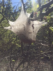 Malacosoma americana