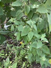 Ruellia pringlei