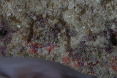 Corythoichthys amplexus