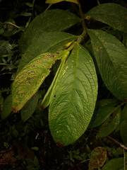 Columnea picta