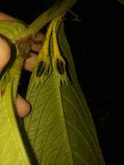 Columnea picta