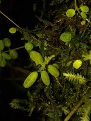 Peperomia caespitosa