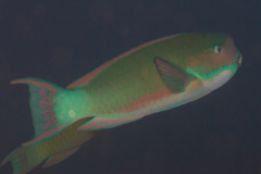 Chlorurus microrhinos