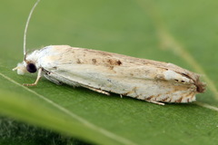 Eucosma lacteana