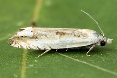 Eucosma lacteana