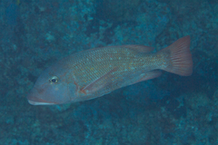 Lethrinus erythracanthus