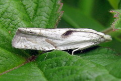 Eucosma metzneriana